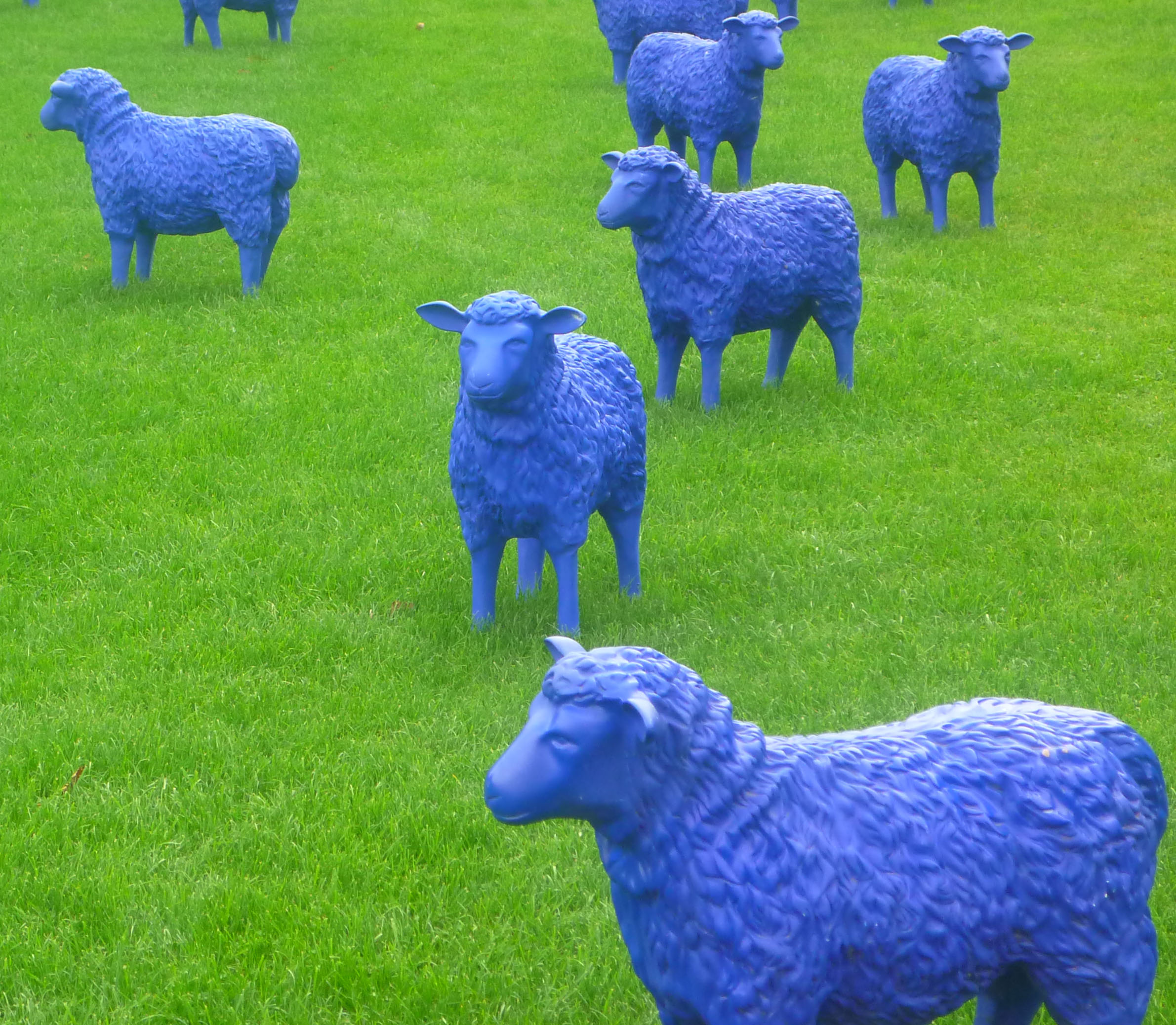 2013-9-22 Ein Schaf, oh ein Schaf